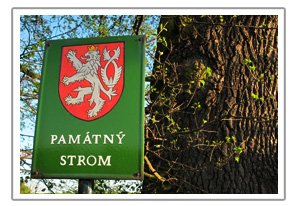 pamatne-stromy