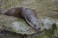 Aktu&aacute;lně ze Zoo: Vydř&iacute; v&yacute;běh proch&aacute;z&iacute; rekonstrukc&iacute;